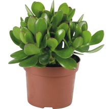 Geldboom in pot