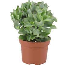 Kamerplant in een pot