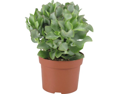 Kamerplant in een pot