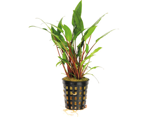 Aquariumplant in pot