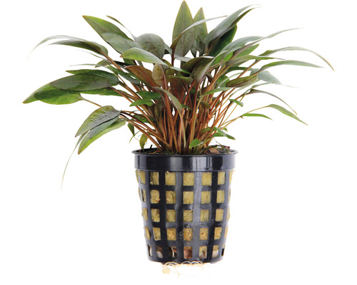 Pot met aquariumplant