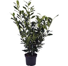 Laurierstruik in een pot