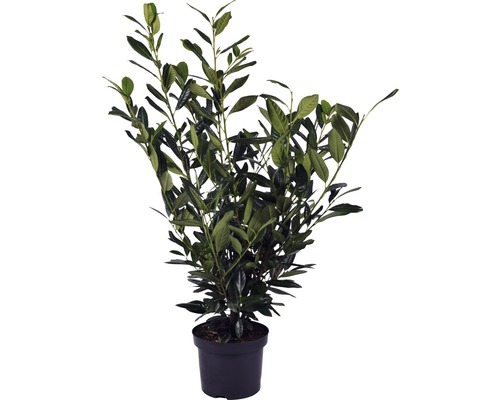 Laurierstruik in een pot