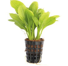 Aquariumplant in pot