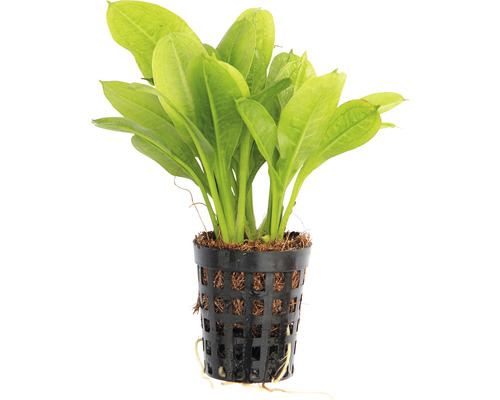 Aquariumplant in pot