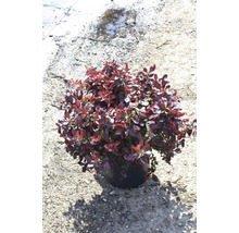 Berberis in pot voor de tuin