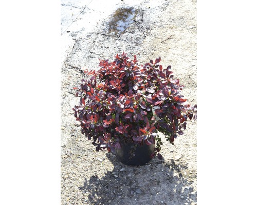 FLORASELF Zuurbes Berberis thunbergii 'Atropurpurea Nana' potmaat Ø18 cm H 20-25 cm FLORASELF Zuurbes Berberis thunbergii 'Atropurpurea Nana' potmaat Ø18 cm H 20-25 cm