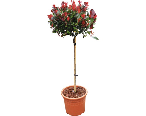 FLORASELF Glansmispel Photinia fraseri 'Little Red Robin' potmaat Ø 23,5 cm H 40-40 cm