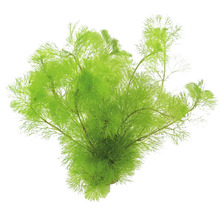 DENNERLE Waterwaaier - Cabomba Aquatica