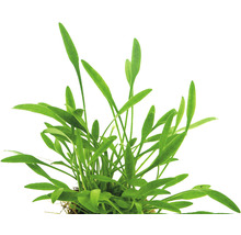 Aquariumplant met groene bladeren voor zoetwateraquariums