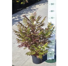 FLORASELF Lijsterbesspirea Sorbaria sorbifolia 'Sem' potmaat Ø 21.0 cm H 30-60 cm