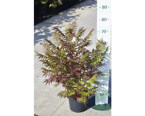 FLORASELF Lijsterbesspirea Sorbaria sorbifolia 'Sem' potmaat Ø 21.0 cm H 30-60 cm Zwarte vlier in pot met meetschaal voor maatindicatie