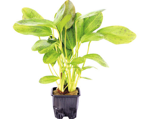DENNERLE Waterplant - Echinodorus Ozelot GP