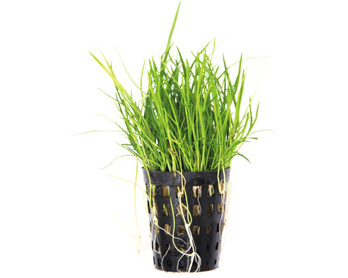 Aquariumplant in pot