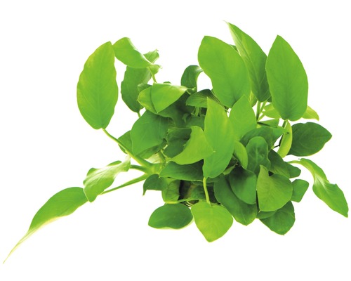 Wateraar aquariumplant