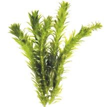 Waterplant