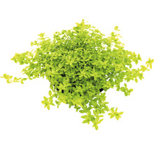 DENNERLE Kleine Waterster - Hemianthus Glomeratus