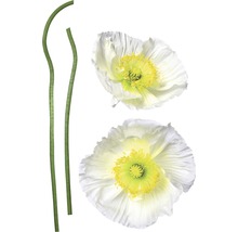 Decoratieve klaproos met stengel