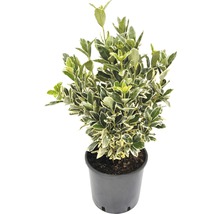FLORASELF Kardinaalsmuts Euonymus japonicus potmaat Ø 23 cm H 40-50 cm