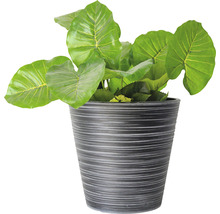 Kunstmatige Alocasia in een decoratieve pot