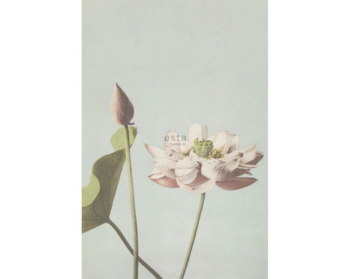 ESTAHOME Fotobehang vlies 158890 Blush lotusbloem 186x279 cm