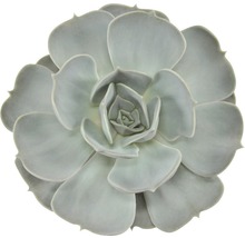Close-up van een enkele Echeveria kamerplant.