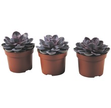Drie Echeveria planten in potten