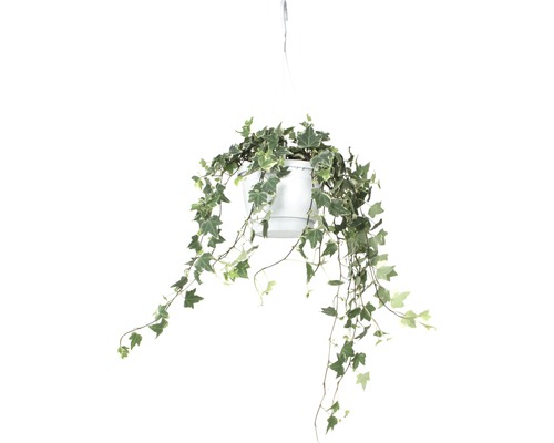 Hangplant klimop in een pot