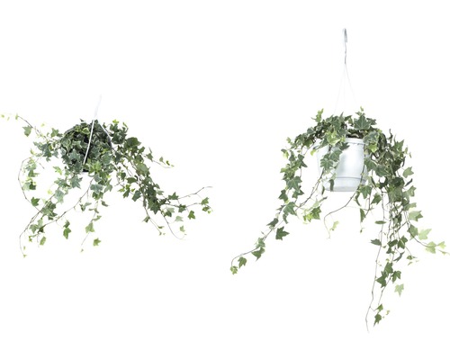 Twee klimopplanten in hangmanden