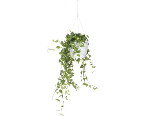 Hangplant klimop in witte pot met hanger