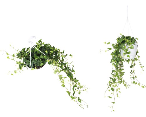 Twee klimopplanten in hangpotten