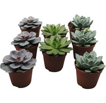 Diverse vetplanten in potten