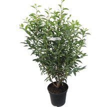 FLORASELF Laurier Prunus lusitanica potmaat 10 L H 80-100 cm-thumb-1