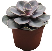 Succulent plant in pot