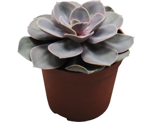 Succulent plant in pot