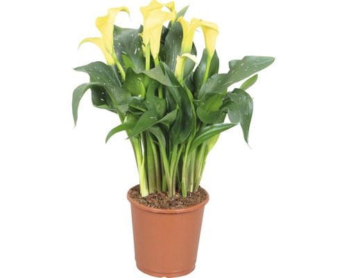 FLORASELF Aronskelk Zantedeschia rehmanii 'Sunclub' potmaat Ø 13 cm H 40-45 cm Gele kamerplant Calla in pot