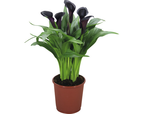 FLORASELF Aronskelk Zantedeschia rehmanii 'Odessa' potmaat Ø 13 cm H 40-45 cm Zwarte Calla plant in pot