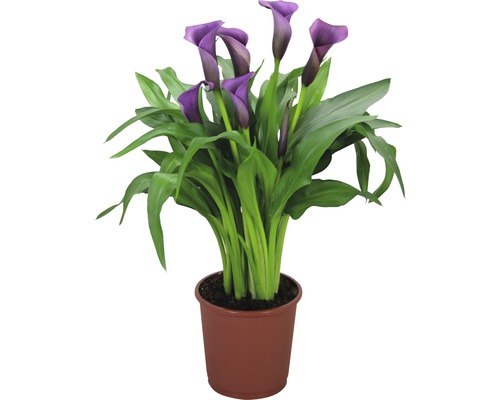 FLORASELF Aronskelk Zantedeschia rehmanii 'Paco' potmaat Ø 13 cm H 40-45 cm Calla plant in pot met paarse bloemen