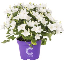 Klokjesbloem met witte bloemen in pot