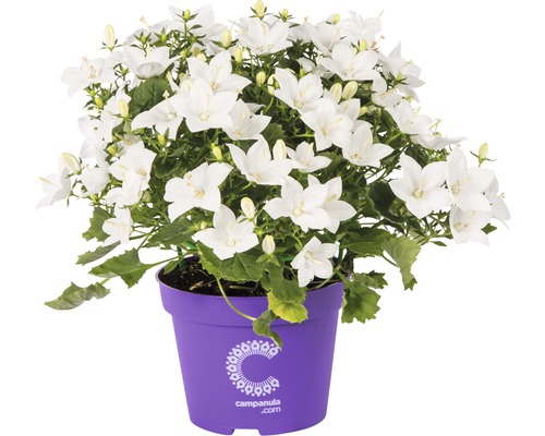 FLORASELF Klokjesbloem Campanula Atlanta potmaat Ø 11 cm H 20-25 cm Klokjesbloem met witte bloemen in pot