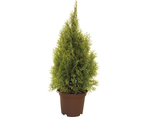 FLORASELF® Westerse levensboom Thuja occidentalis 'Golden Smaragd' potmaat Ø17 cm