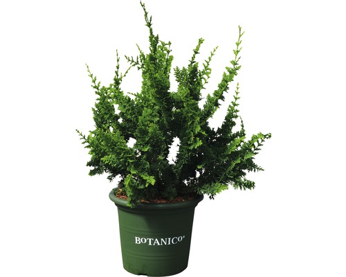 FLORASELF Schijncypres Chamaecyparis obtusa 'Teddy Bear' potmaat Ø 21,0 cm H 25-30 cm