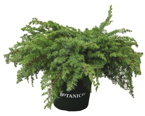 FLORASELF Conifeer Juniperus conferta 'Schlager' potmaat Ø21 cm H 25-30 cm Kruipende jeneverbes in pot met Botanico Logo