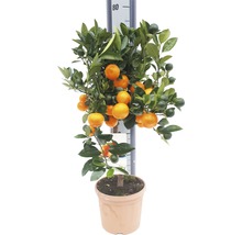 Mandarinenboom in pot met rijpe en onrijpe vruchten.