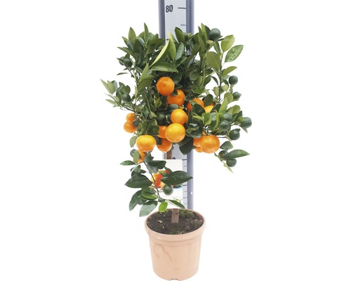 FLORASELF Kamersinaasappel Citrus madurensis potmaat Ø 19.0 cm H 60-70 cm Mandarinenboom in pot met rijpe en onrijpe vruchten.
