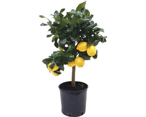 FLORASELF Citroenboom Citrus-Cultivars 'Limon' potmaat Ø 21.0 cm H 65 cm