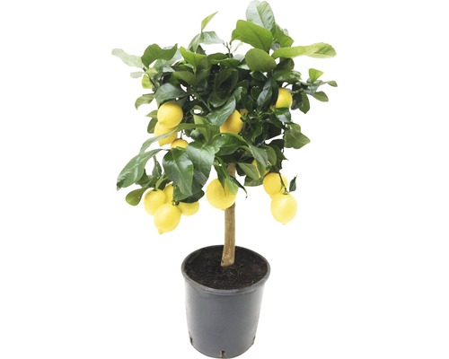 Citroenboom in pot met vruchten en bladeren