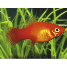 Platy marigold M