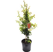 Struikroos in pot met etiket