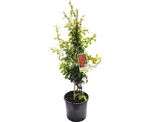 FLORASELF Japanse kwee Chaenomeles speciosa 'Hot Fire' potmaat Ø23 cm H 60-80 cm Struikroos in pot met etiket